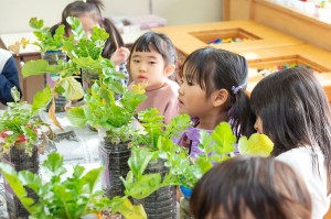 園内保育実践研修(のぎく保育園)