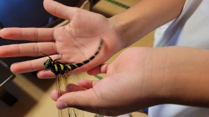 孫と二人、撮り鉄旅行 ―大井川鐵道へー