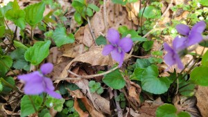 マキノ春爛漫
