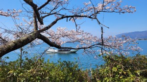 マキノ春爛漫
