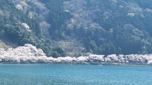 マキノ春爛漫