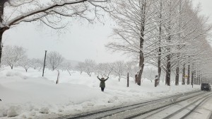 ２０２６年１月のマキノ