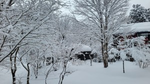 ２０２６年１月のマキノ