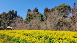 朗読会の仲間と「寿長生の郷」梅まつりへ