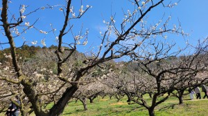 朗読会の仲間と「寿長生の郷」梅まつりへ